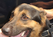 ▲ 독일산 셰퍼드 '로키' ⓒ&nbsp;ANSA 지면 캡쳐&nbsp;