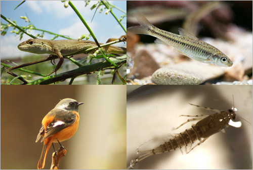 ▲ 서울 청계천에 서식하는 줄장지뱀, 긴몰개, 딱새, 꼬리하루살이(왼쪽 상단부터 시계방향순)ⓒ뉴데일리<=서울시 제공>