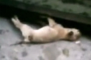 ▲ 중학생들이 강아지를 잔인하게 죽이는 모습 ⓒ 인터넷 캡처