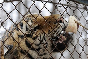 ▲ 하얼빈의 한 동물원이 경영난으로 세계적인 희귀동물들을 아사시켰다. ⓒ 온바오닷컴
