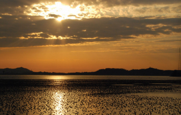 ▲ 해질녘 금강호를 수놓은 철새떼 ⓒ&nbsp;군산시청 제공&nbsp;