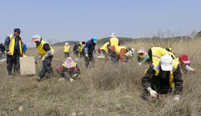 ▲ 곳곳에 위치한 단양쑥부쟁이 채취, 이식작업을 준비하고 있다&nbsp;ⓒ 뉴데일리