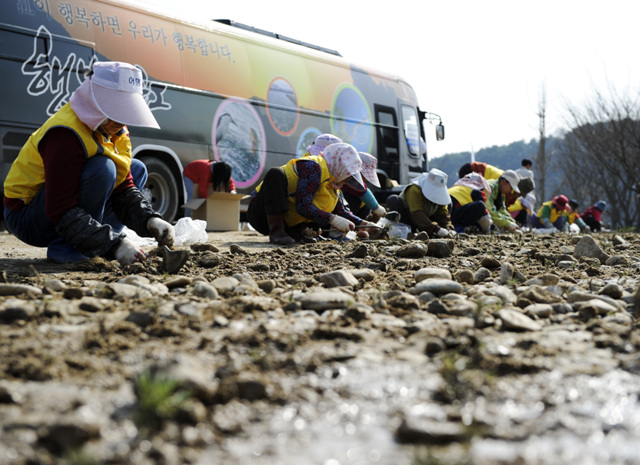 ▲ 굴암지구에서 채취한 쑥부쟁이를 대체서식지에 이식하고 있다. ⓒ 뉴데일리