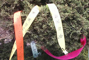 ▲ 욕설로 가득한 MBC 노조의 리본 (조영환 올인코리아대표 찍음). 