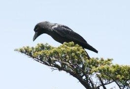 ▲ 까마귀 ⓒ 자료사진