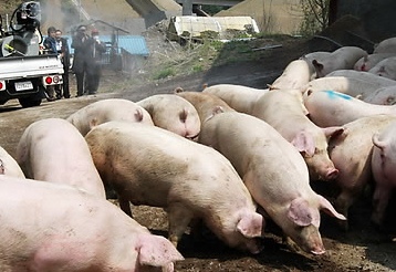 ▲ 돼지 농가 ⓒ 뉴데일리