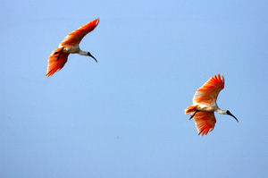 ▲ 따오기 ⓒ&nbsp;자료사진