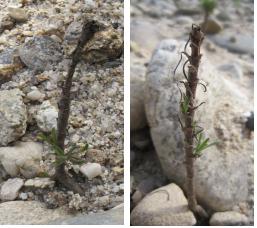 ▲ 대체서식지로 옮긴 후 활착하기 위해 잎이 떨어지는 시기 ⓒ 뉴데일리