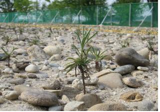 ▲ 대체서식지로 옮긴지 2~3개월 후 활착한 모습 ⓒ 뉴데일리