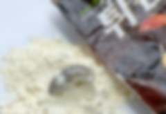 ▲ 일반 시중에 파는 튀김가루에서 쥐로 추정되는 이물질이 발견됐다는 주장이 제기돼 충격을 주고 있다.