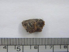 ▲ 지난 2008년 노래방 새우깡에서 나온 생쥐머리 추정 이물질.  ⓒ 식약청 제공 