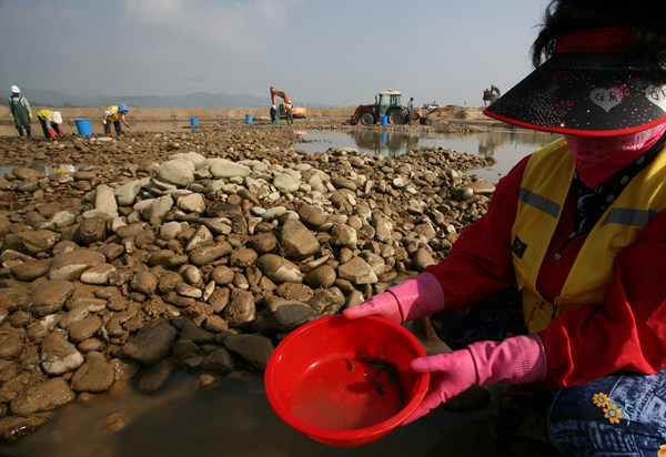 ▲ 한 여성 구조원 치어를 옮기고 있다. ⓒ 박지현 기자 