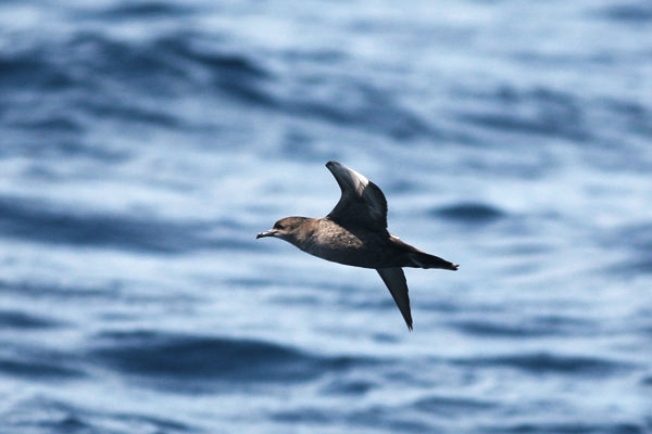 ▲ 쇠부리슴새. ⓒ 뉴데일리