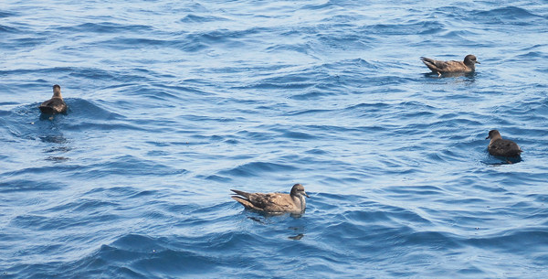 ▲ 마라도 해상의 쇠부리슴새 ⓒ 뉴데일리