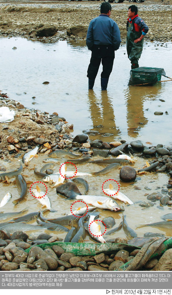 ▲ 흙탕물로 물고기가 죽었다고 소개한 한 신문의 사진. 지느러미가 서 있고, 꼬리가 퍼덕이는 것도 있다. ⓒ 뉴데일리