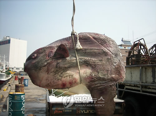 ▲ 9일 오전 10시30분께 강원 동해시 대진항 앞 해상에서 조업 중이던 동해선적의 정치망 어선 H호(21t급)가 그물에 죽은 채 걸려 있는 대형 개복치 1마리를 발견, 동해해경에 신고했다.