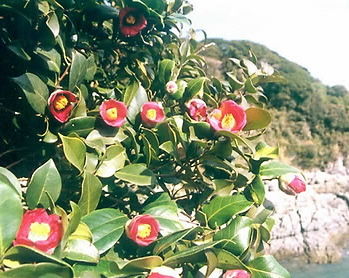 ▲ 동백꽃 ⓒ 연합뉴스