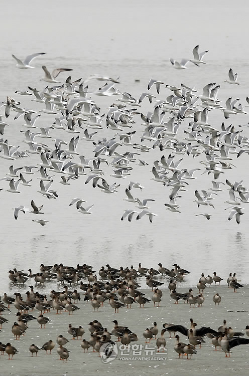 ▲ 멸종위기종 큰기러기. 이 철새는 낙동강에서 1년 사이 15배나 늘어났다. ⓒ 뉴데일리