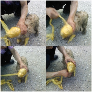 ▲ 인터넷 한 사이트에 테이프로 머리가 감겨져 있는 강아지&nbsp;사진이 공개됐다. ⓒ 캡쳐화면