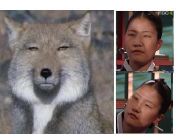 ▲ 티벳여우와 '티벳궁녀'라는 애칭으로 네티즌들의 관심을 받고 있는 단역배우 ⓒ 자료사진