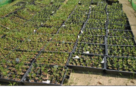 ▲ 황학산 수목원에서 인공증식중인 단양쑥부쟁이. ⓒ 뉴데일리