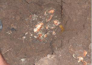 ▲ 음식물 불법 매립 현장 .부패가 진행됐다.ⓒ&nbsp;여주 주민 제공&nbsp;