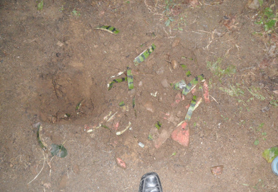 ▲ 갓 버린 수박껍질들. ⓒ 뉴데일리