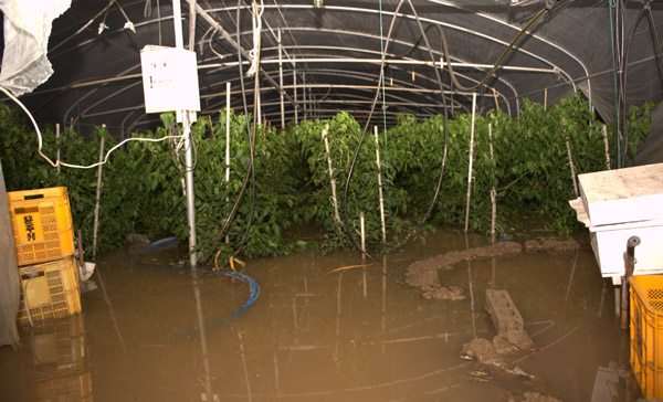 ▲ 지난 7월초 광주지역 190mm정도의 비가 내린뒤 영산강 본류에 금세 물이 차올라 역류하는바람에 광주시 화정동 시산마을의 고추 비닐하우스에 물이 차올랐다. 지류는 넘치고 본류는 괜찮은 게아니라, 본류가 막히면 지류까지 영향을 주는 사례다. ⓒ 뉴데일리