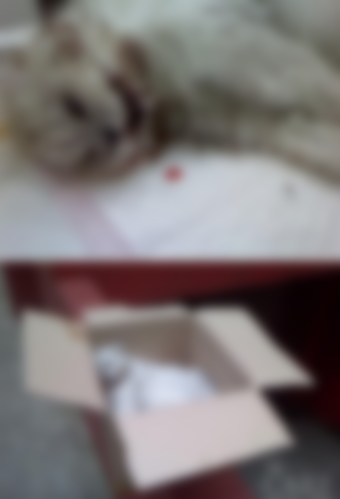 ▲ 시체로 발견된 고양이 '은비'. ⓒ 동물사랑실천협회 제공