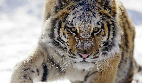 ▲ 호랑이 ⓒ 연합뉴스