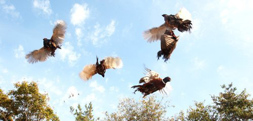 ▲ 꿩 ⓒ 연합뉴스