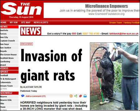 ▲ 몸길이 76cm의 거대 쥐가 출몰해 영국 사회를 충격에 휩싸이게 했다 ⓒ 캡쳐화면