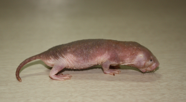 ▲ 벌거숭이 두더지쥐 ⓒ 서울시설공단