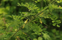 ▲ 북방계식물 참골담초 ⓒ 뉴데일리