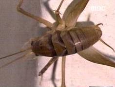 ▲ 가정집에 나타난 꼽등이. ⓒ 방송화면