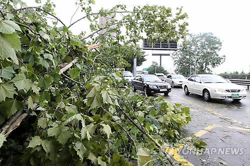 ▲ 태풍 곤파스가 한반도를 강타한 2일 오전 서울 노들길에 가로수가 쓰러져 교통흐름을 방해하고 있다. ⓒ연합뉴스