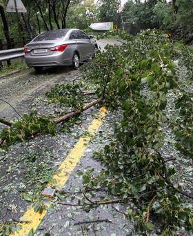 ▲ 제7호 태풍 '곤파스'의 영향으로 서울 북악스카이웨이 길에서 차량들이 쓰러진 나무 옆을 지나고 있다 ⓒ 연합뉴스