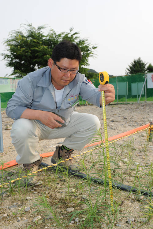 ▲ 현대건설의 강천보 건설현장 이채우 공사과장이 서식지 안의 단양쑥부쟁이를 재로 재 보이고 있다. 거의 50cm에 육박한다. ⓒ뉴데일리