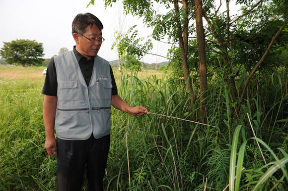 ▲ 현대건설 이영태 현장소장이 단양쑥부쟁이 자생이 한켠에 무성하게 자라고 있는 층층둥글레를 설명하고 있다. 김상엽기자
