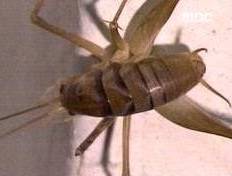 ▲ 꼽등이. ⓒ 방송화면