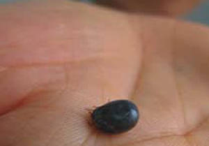 ▲ 공포의 흡혈 진드기ⓒ희망지성 국제방송 캡처