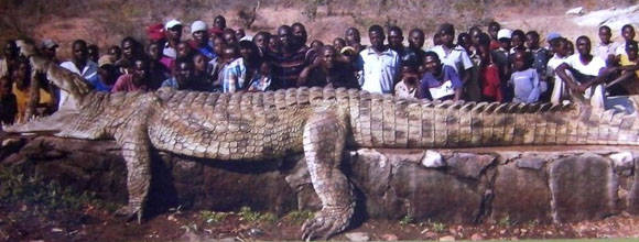 ▲ 수십명의 사람보다 큰 괴물악어. ⓒ www.sareptiles.co.za