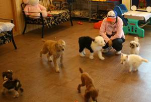 ▲ 유치원에 온 강아지들을 애견관리사가 돌보고 있다.ⓒ알프애견유치원 홈페이지 캡처