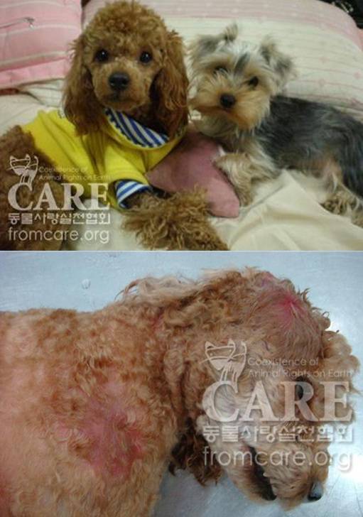 ▲ '쿠쿠'가 살아있을 때 모습(위) / 사망 후 모습(아래) ⓒ 동물사랑실천협회