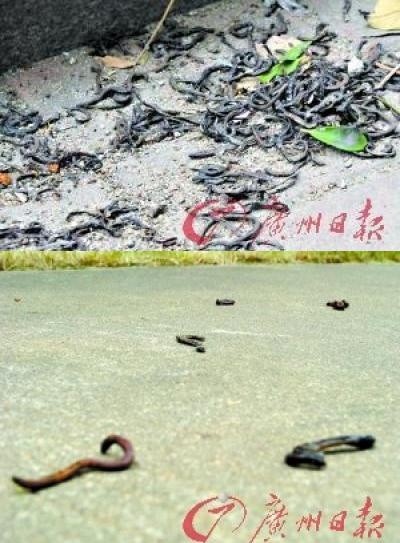 ▲ 중국 광저우 일대 지렁이가 도로에서 죽는 현상이 발생하고 있다.ⓒ뉴데일리