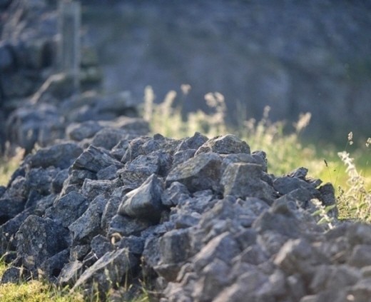 ▲ '올빼미를 찾아라' 사진 ⓒ 온라인 커뮤니티