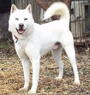 ▲ LA 경찰국이 21일 한국의 진돗개를 경찰견으로 조련하기로 결정했다. ⓒ자료사진