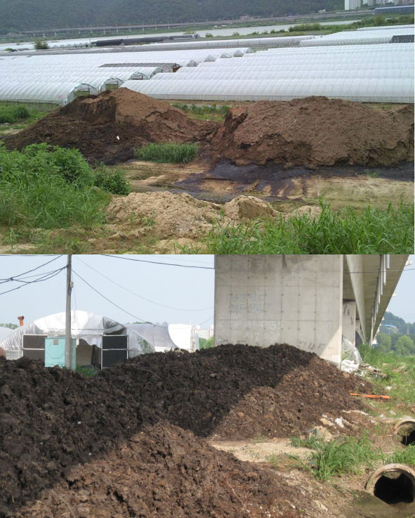 ▲ 비닐하우스 단지에 산더미처럼 쌓인 거름들. 비가 안와도 스며나오는 거름액체가 보기만해도 역겹다.