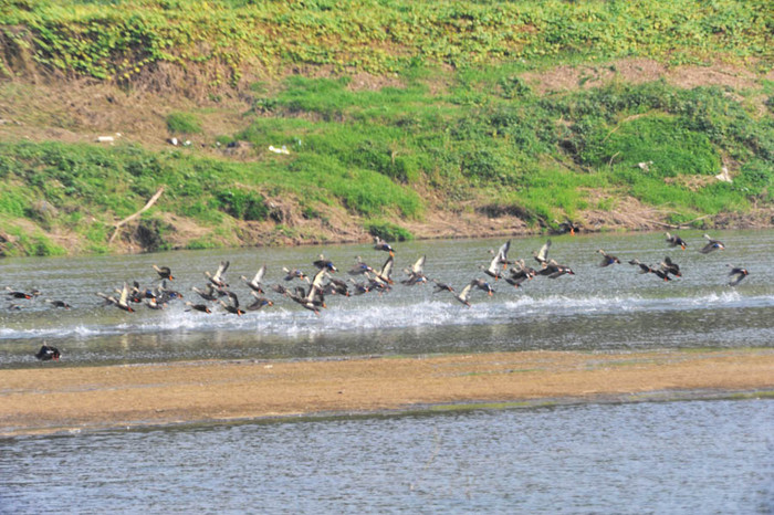 ▲ 금강과 미호천이 만나는 인근 합강습지 인근에 모인 흰뺨검둥오리 떼.