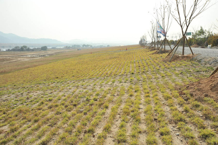 ▲ 금남보 상류 제방, 남면제. 완만한 경사에 잔디를 깔아 여름엔 잔디썰매, 겨울엔 눈썰매장으로 활용된다. 제방 위엔 수천그루 벚꽃이 심어져 있다.